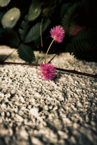 Flower Dazzle