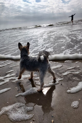 Waves of Freedom 🌊🐾