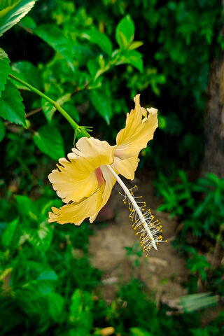 Beautiful Yellow Hibisc..