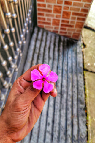 Flower