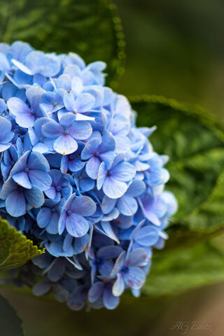 Flower(Hydrangea)