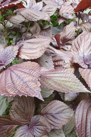 Beautiful Purple Leaves..