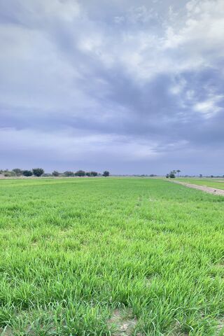 Lush Green Rice Field Under a Cloudy Sky 🌾☁️