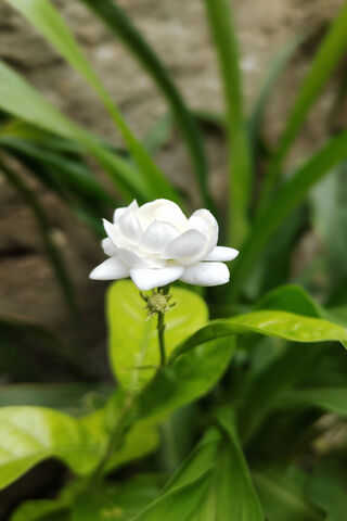 Elegant White Blossom 🌼✨