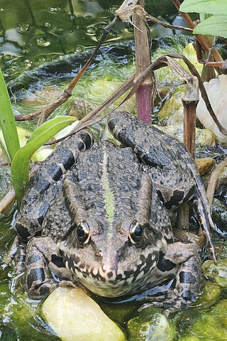 Frog's Serene Pond Retr..