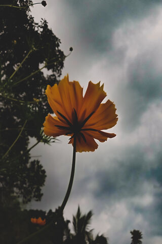 Golden Bloom Against a ..