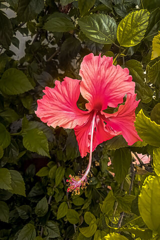 Vibrant Hibiscus Blosso..