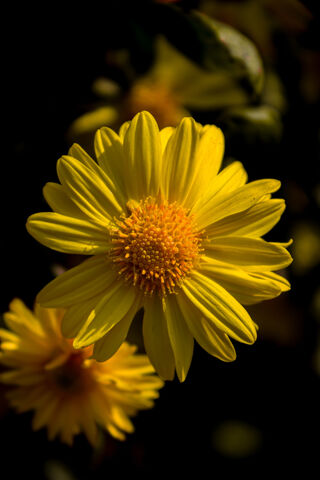 Bright Yellow Blossom 🌼