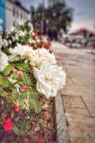 Blossoms in Bloom 🌸