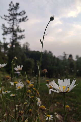 Whispers of Nature: A F..