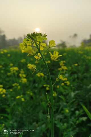 Golden Blossoms at Dawn..