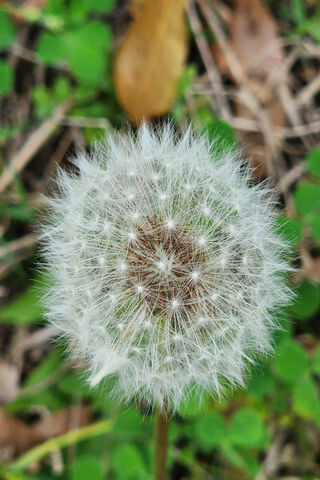 Whimsical Dandelion Puf..