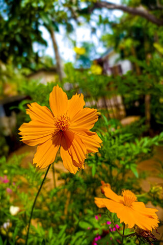 Vibrant Orange Blossom ..