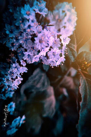 Enchanted Blossoms 🌸✨