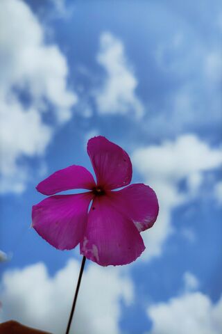 Blooming Beauty Under t..