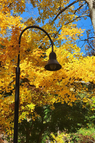 Autumn Glow 🌟🍂