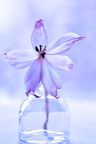 Elegant Purple Blossom 🌸✨