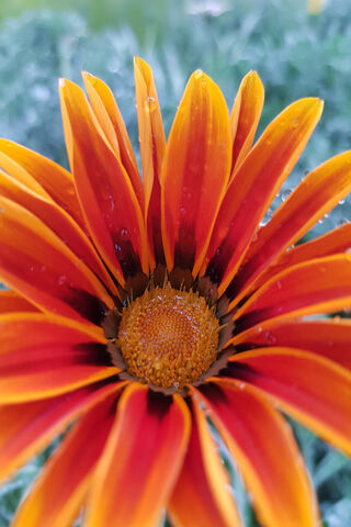 Radiant Gazania Bloom 🌼✨
