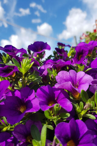 Vibrant Purple Blooms U..