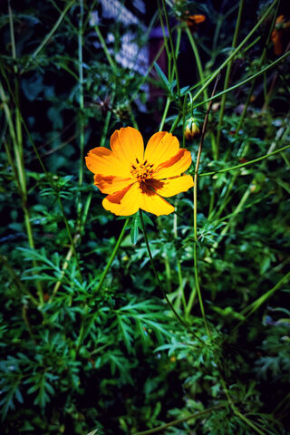 Bright Blooms: A Touch ..