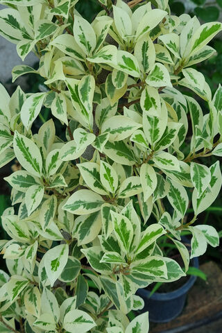 Lush Variegated Foliage 🌿✨