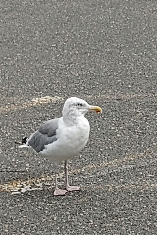 Curious Seagull on the ..
