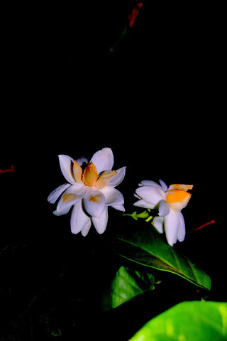 Night Blooming Beauty 🌼✨
