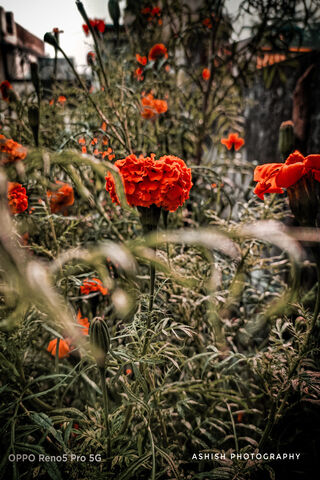 Flowers,Nature, Green