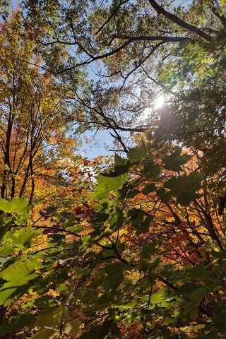 Autumn's Embrace 🍂🌞