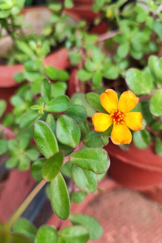 Flower, Orange