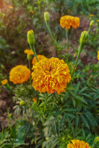 Vibrant Marigold Blooms 🌼✨