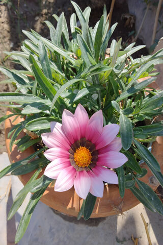 Beautiful Pink Flower i..
