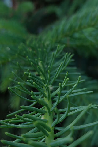 Lush Green Fern Close-U..