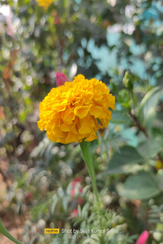 Golden Blooms: A Burst of Sunshine 🌼