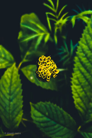 Nature's Golden Cluster..