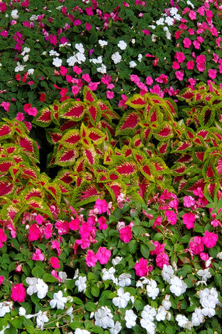 Vibrant Floral Display ..