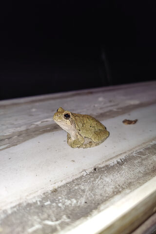 Nighttime Visitor 🐸✨
