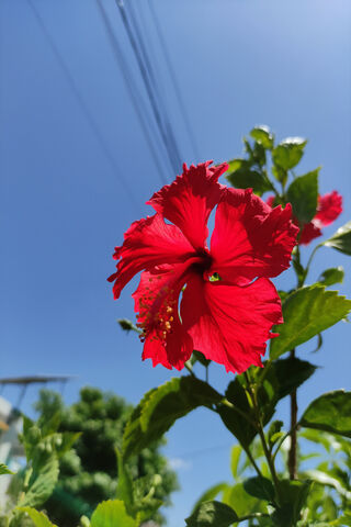 Vibrant Hibiscus Bloom 🌺
