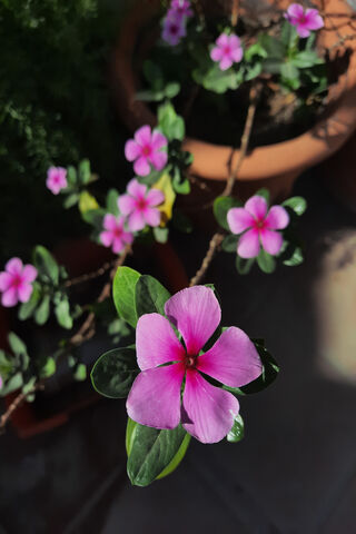 Vibrant Pink Blossoms 🌸✨
