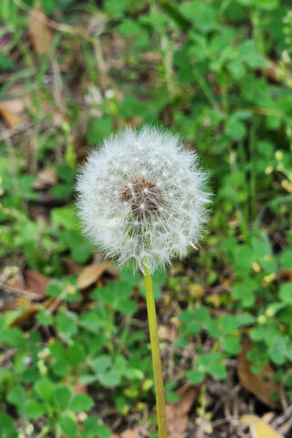 Whispers of the Wind: T..