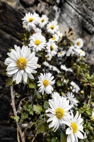 Daisy Delight: Nature's..