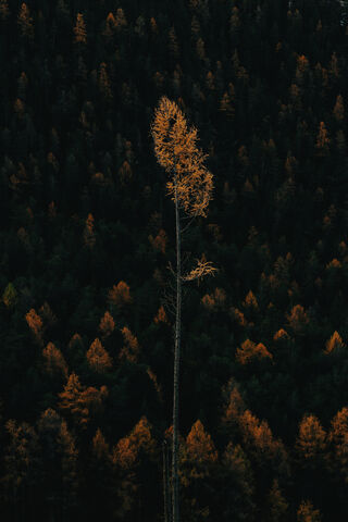 Lonely Sentinel 🌲✨