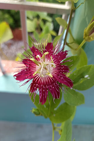 Stunning Passion Flower..