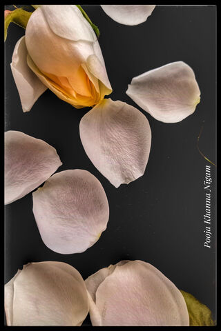 Delicate Beauty of Rose Petals 🌹✨