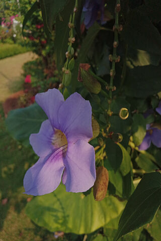 Beautiful Purple Bloom 🌸