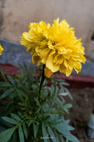 Bright Yellow Marigold 🌼