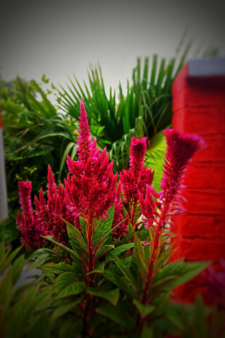 Vibrant Celosia Blooms ..