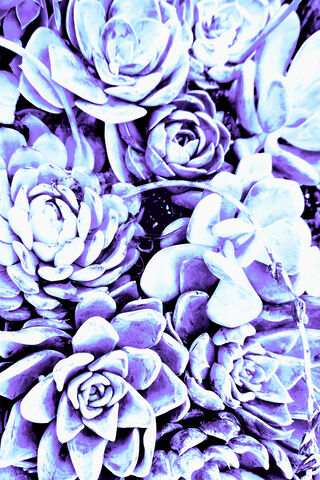 Dreamy Purple Succulents 🌿💜