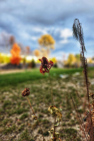 Autumn's Whisper 🍂