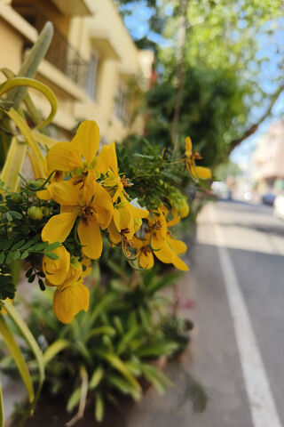 Bright Blooms on a Sunn..